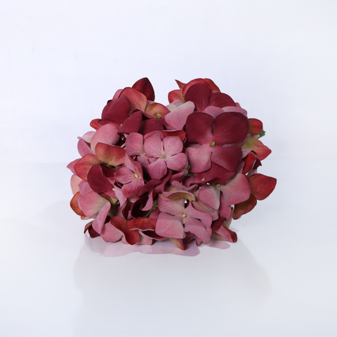 Ortanca Dal (Mauve)